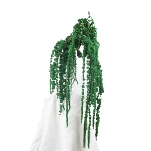 Preserved amaranthus green