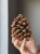 duże suszone szyszki sosnowe Pinus Maritima