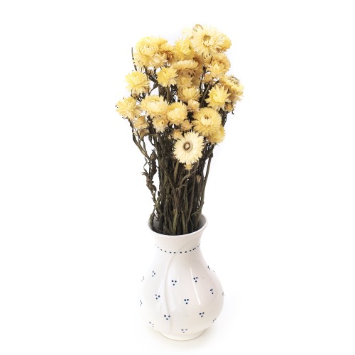 Suszona kocanka cytrynowa (Helichrysum)