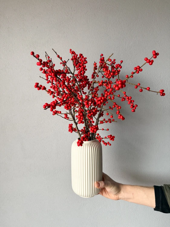 Ilex - ostrokrzew 10 szt.