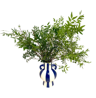 Liście pistacji naturalne, żywe gałązki pistacji