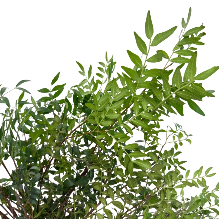 Liście pistacji naturalne
