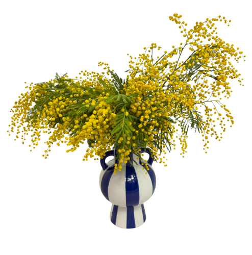 Mimoza (akacja srebrzysta), ok. 180g.