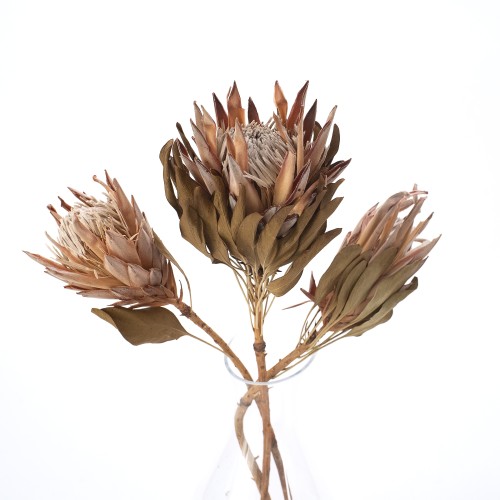 Suszona protea king różowa