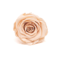 Róża stabilizowana (róża wieczna) brzoskwiniowa 6 szt. XL