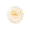Róża stabilizowana (róża wieczna) kremowa