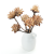 Suszone plumosum naturalne