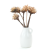 Suszone plumosum naturalne