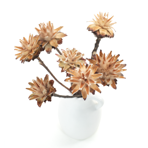 Suszone plumosum naturalne