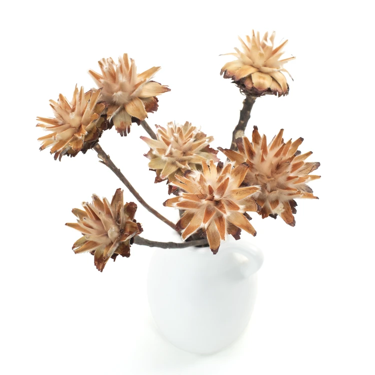 Suszone plumosum naturalne