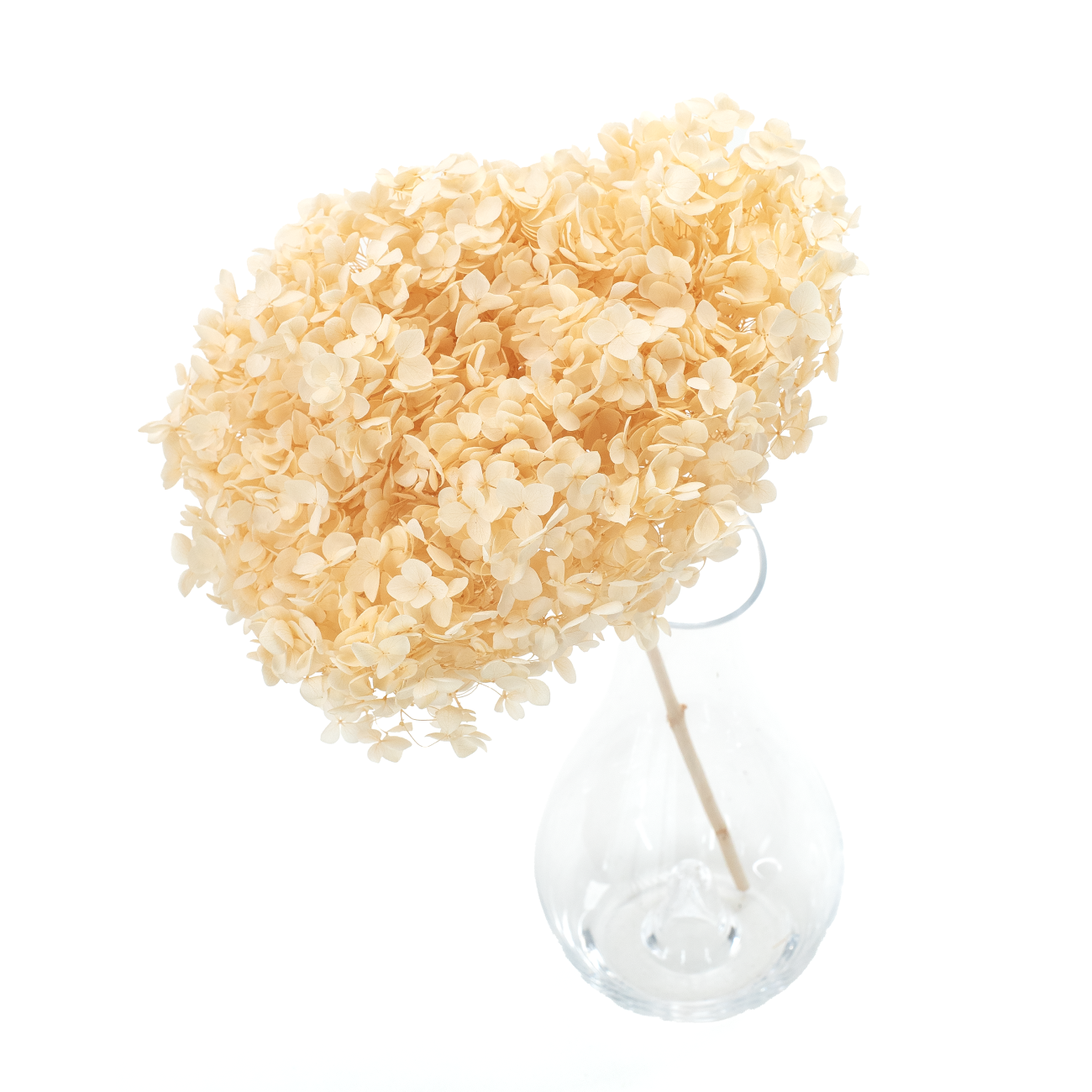 Hortensja stabilizowana brzoskwiniowa