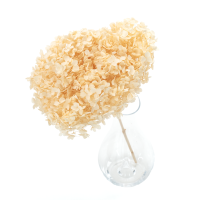 Hortensja stabilizowana brzoskwiniowa