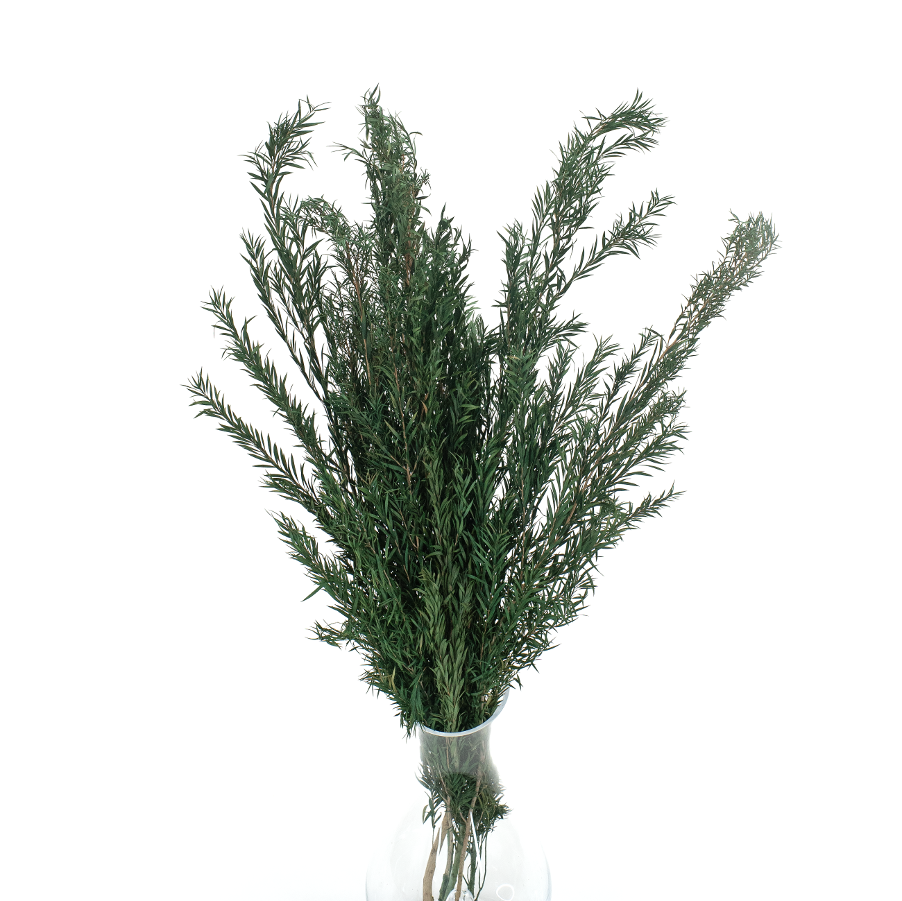 Liście drzewa herbacianego stabilizowane  (Malaleuka) zielone