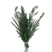 Liście drzewa herbacianego stabilizowane  (Malaleuka) zielone