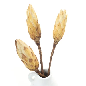 Suszona protea biała (kremowa) - kwiaty suszone 
