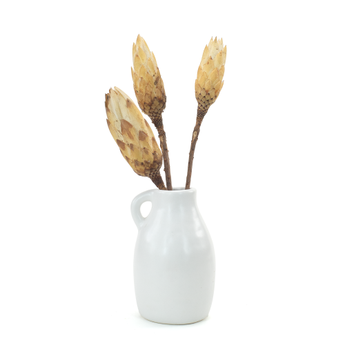 Suszona protea biała
