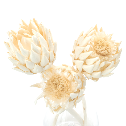 Suszony karczoch (Cynara) bielony