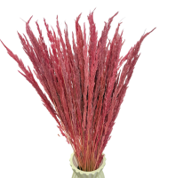 Suszona trawa leśna jasnoróżowa - trawy ozdobne 