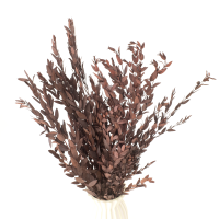 Eukaliptus stabilizowany Parvi (Parvifolia) czerwony - liście eukaliptusa