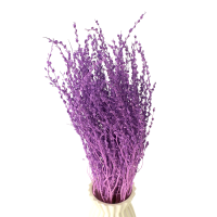 Dried lepidium violet