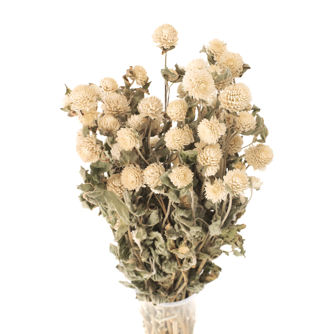 White gomphrena - dried flowers