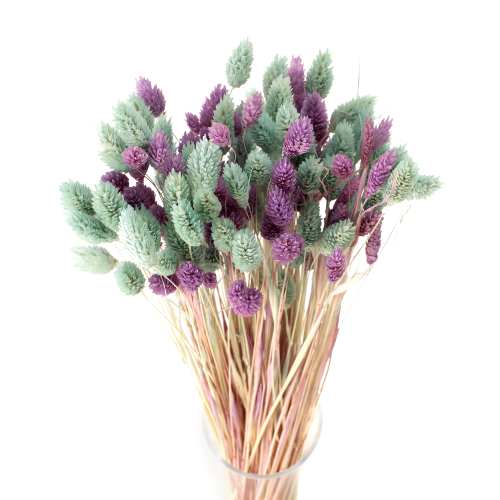 Suszony phalaris