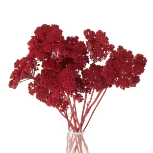 Dried red achillea