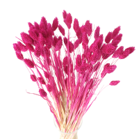 Phalaris dried fuchsia - canary grass - 90 pcs.