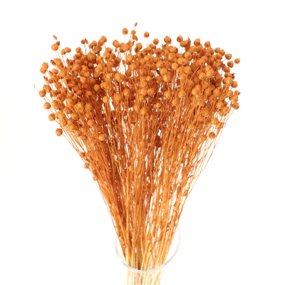 Suszony len pomarańczowy - bukiet 90g - suszone kwiaty