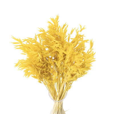 Suszony owies żółty - bukiet suszonego zboża 50szt.