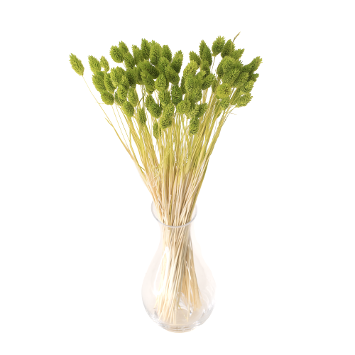 Phalaris suszony jasnozielony
