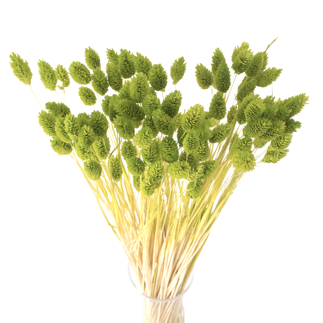 Dried phalaris light green - canary grass - 90 pcs.