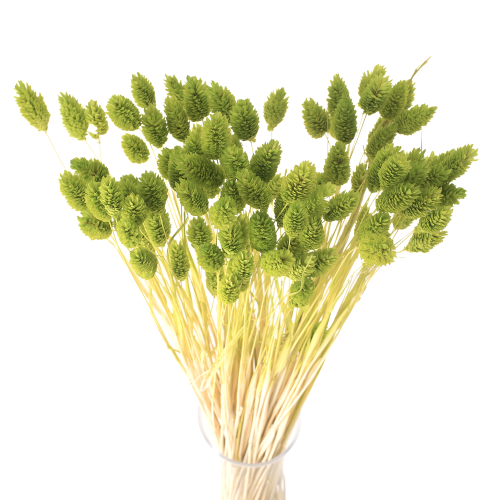 Phalaris suszony jasnozielony