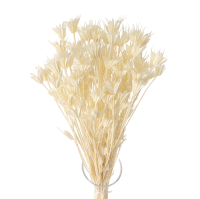 Suszona czarnuszka orientalna  bielona (Nigella Orientalis) - suszone kwiaty