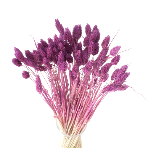 Phalaris suszony ciemnofioletowy