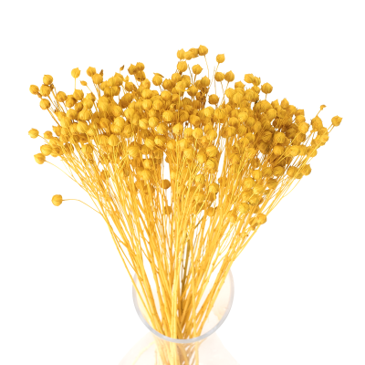 Suszony len żółty - bukiet  90g - suszone kwiaty