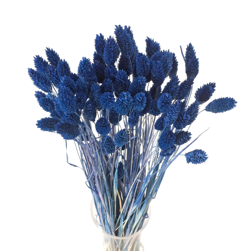 Suszony phalaris granatowy