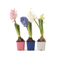 Hiacynt w doniczce mix kolorów 4 szt.,  hiacynt kwiat 