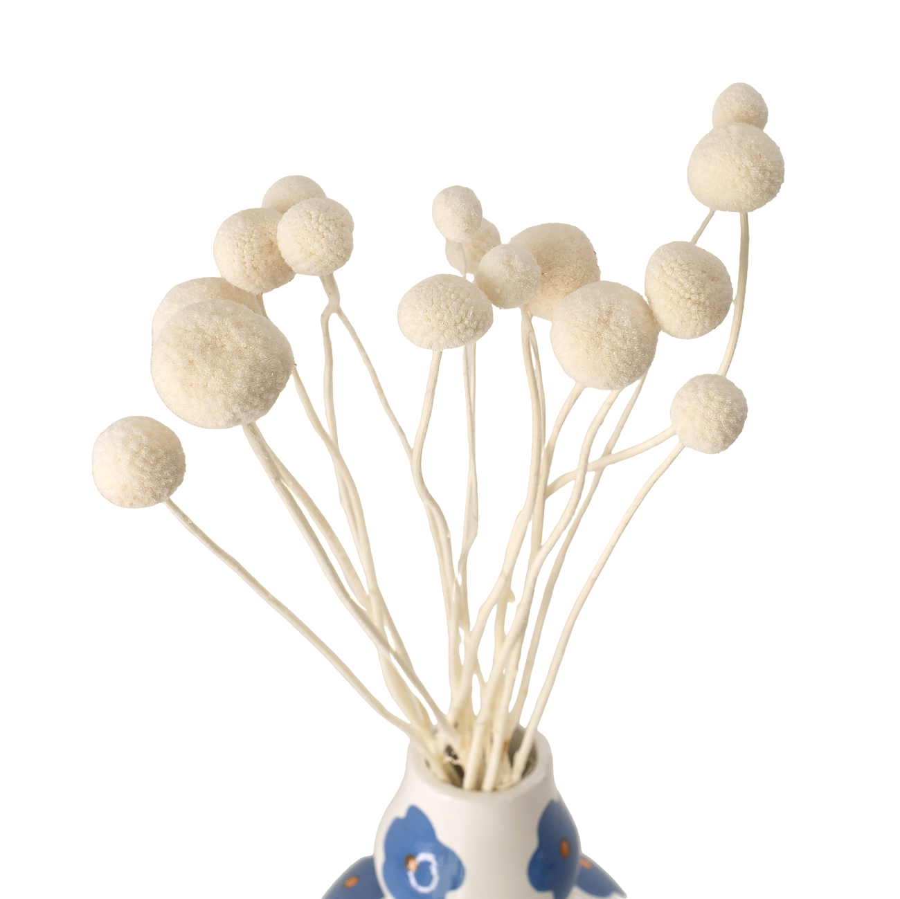 Suszona kraspedia biała ok. 12 szt. - suszone kwiaty