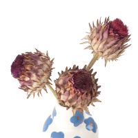 Suszony karczoch (Cynara) - suszone kwiaty