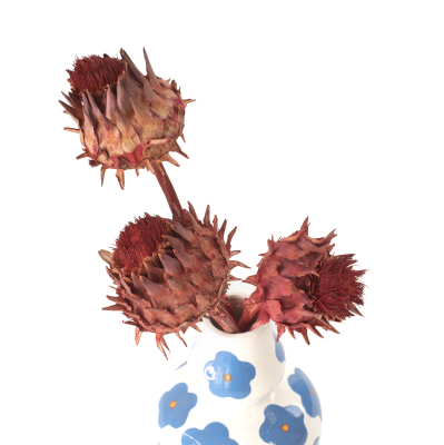 Suszony karczoch (Cynara) czerwony - suszone kwiaty