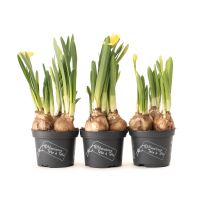 Narcyzy w doniczce 3 szt. narcyz doniczkowy - wiosenne kwiaty