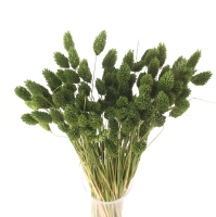 Phalaris suszony ciemnozielony - mozga kanaryjska - 90 szt.