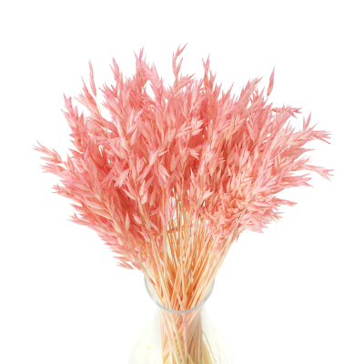 Suszony owies jasnoróżowy - bukiet suszonego zboża 50szt.