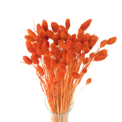 Suszony phalaris pomarańczowy - mozga kanaryjska - 90 szt.