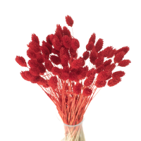 Phalaris dried red - canary grass - 90 pcs.