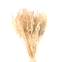Suszony owies bielony - bukiet suszonego zboża 50szt.