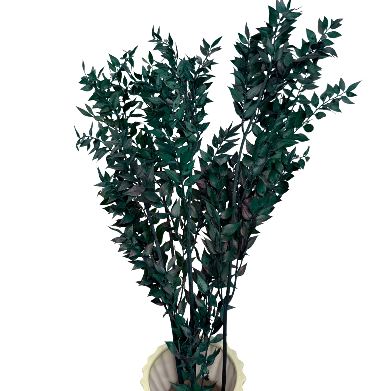 Ruskus zielony - outlet 