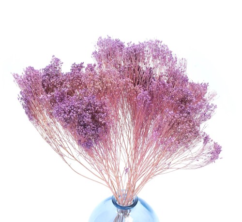 Broom Bloom suszony fioletowy
