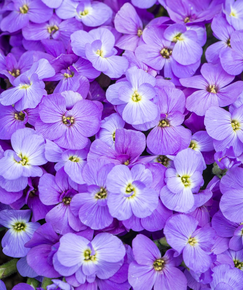 Żagwin ogrodowy fioletowy (Florado Blue Eye )